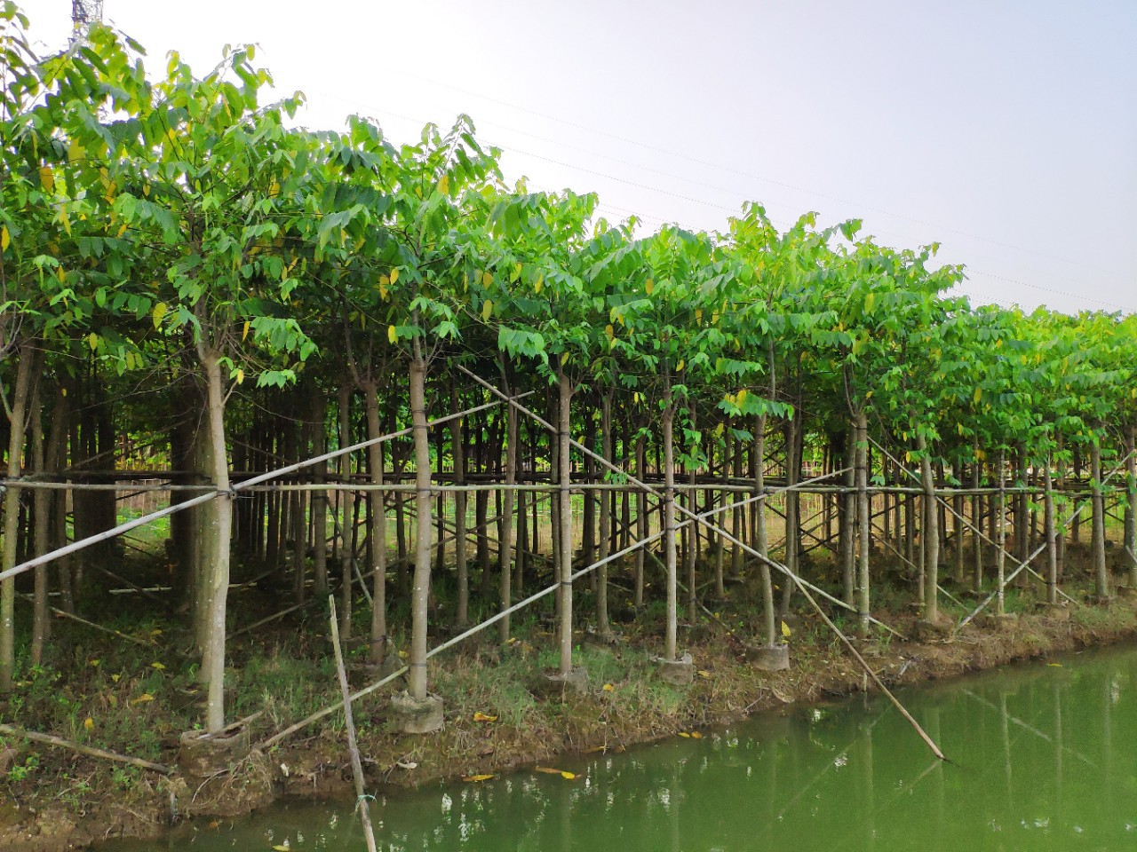 【中山香苗】-中山香苗厂家,品牌,图片,热帖-阿里巴巴