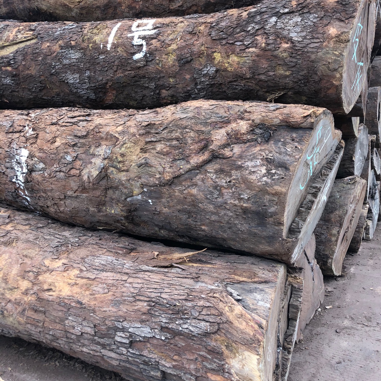 非洲皮灰 皮灰原木 黑檀莫桑比克皮灰板材 加工家具雕刻工艺品木