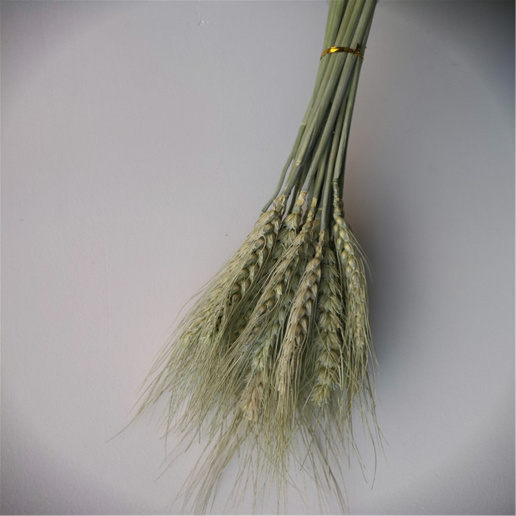 小麦干花田园植物自然原色软装工艺婚庆拍摄道具一束50枝
