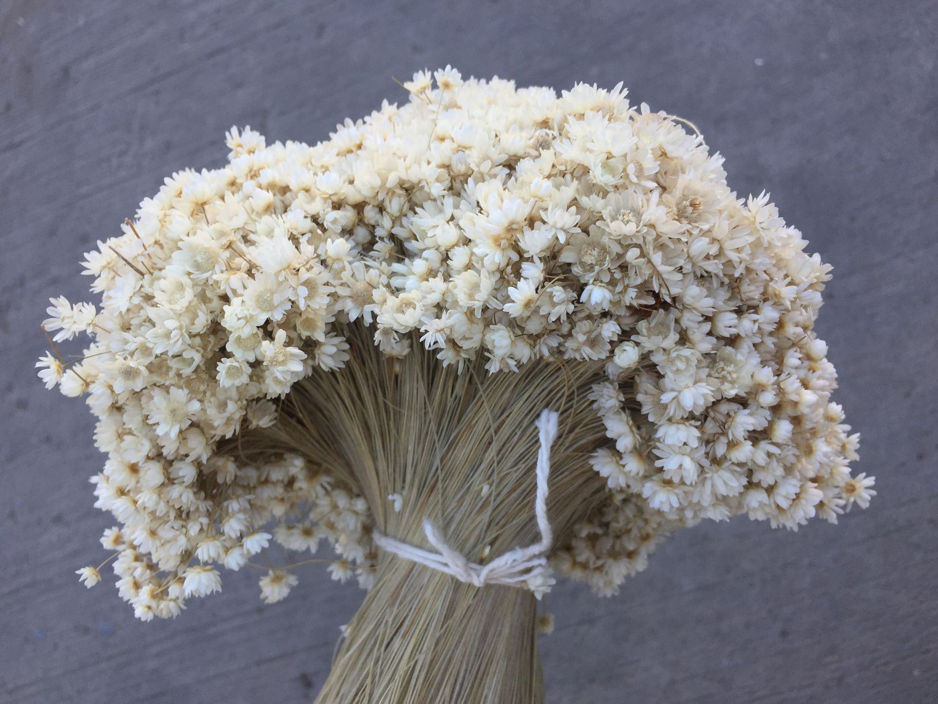 【迷你小星花】巴西进口小星花迷你星花用口红用插花进口干花