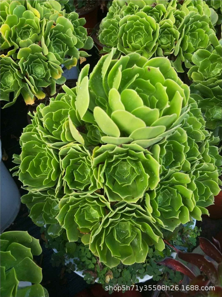 991基地批发多肉品种限量 大号绿羊绒老桩群叶展30cm多肉植物特价