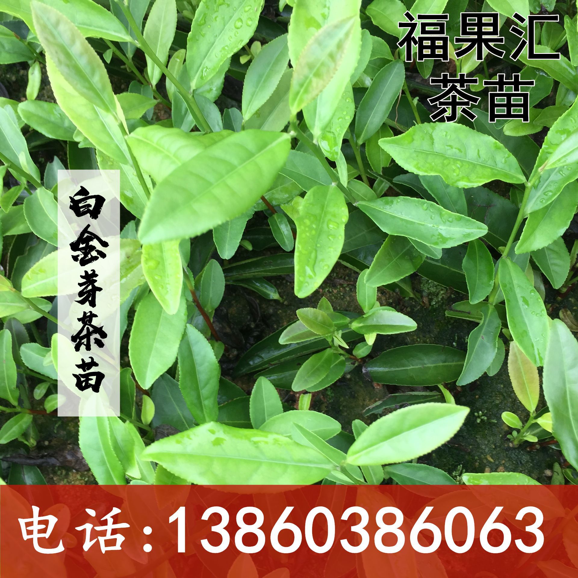 白金芽茶苗 福建基地批发直供 无性系冬插一年生苗 厂家货源直发