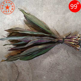 中药材铁树叶 红铁树叶朱蕉叶子朱竹叶铁连草红中草药叶铁树