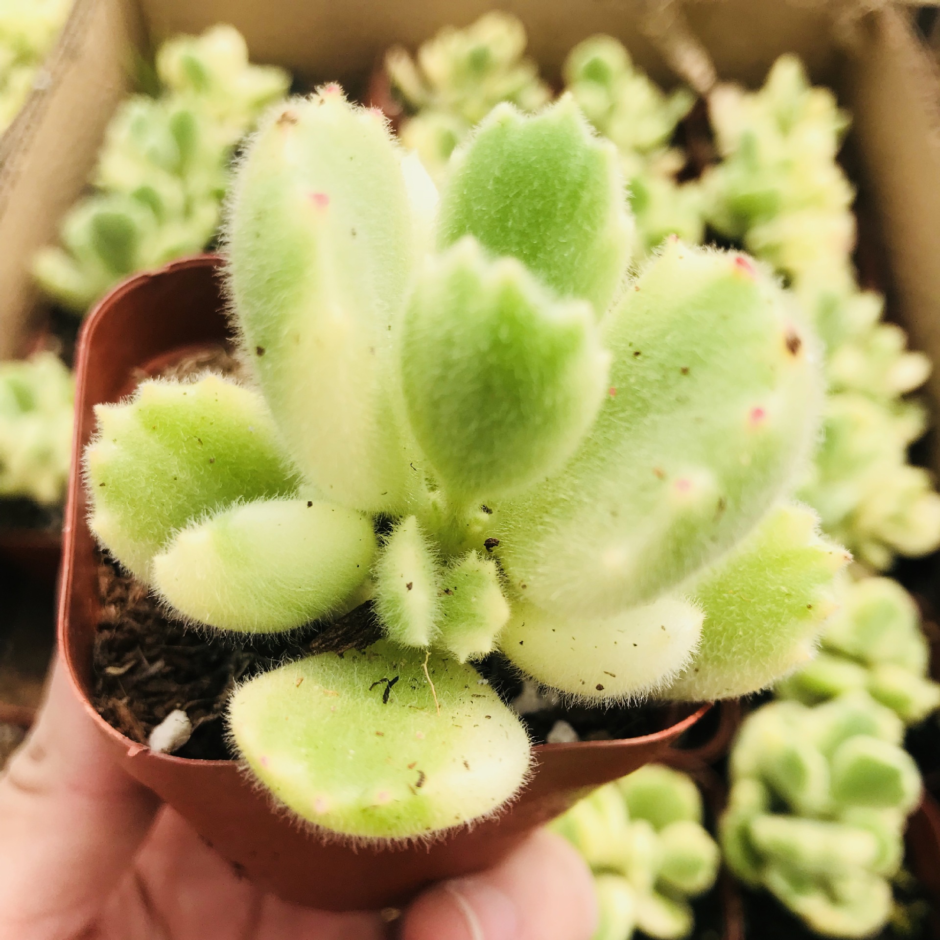 多肉植物多肉组合盆栽绿植白熊迷你可爱萌肉熊童子小桩单头白熊