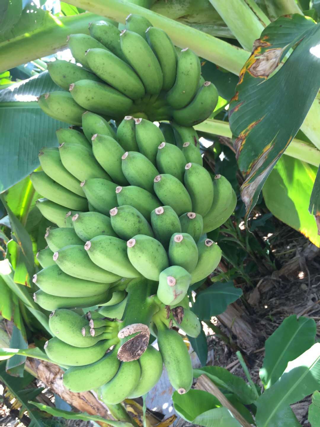 山茶油供应 供应广西小米蕉 新鲜 非皇帝蕉红皮香蕉品种 广西矮香蕉