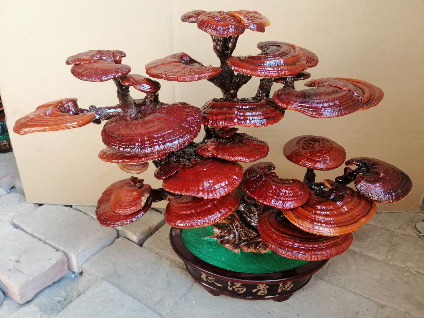 批发大中小型灵芝盆景