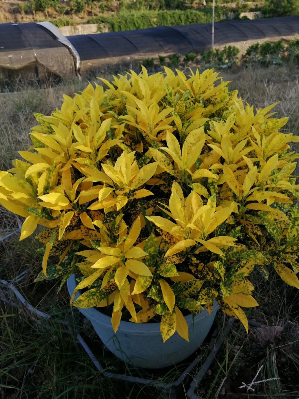 909供应海南洒金变叶木6080cm高盆栽袋苗金色斑点基地直销