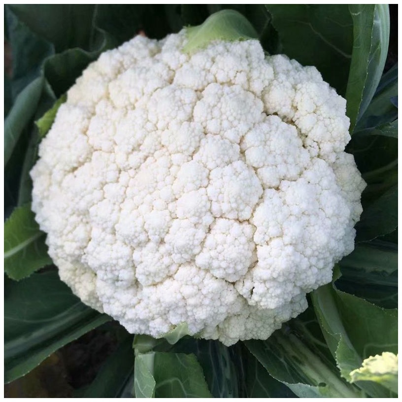 比亚久-久松65春秋青梗松花菜种子台湾高品耐寒有机花菜种