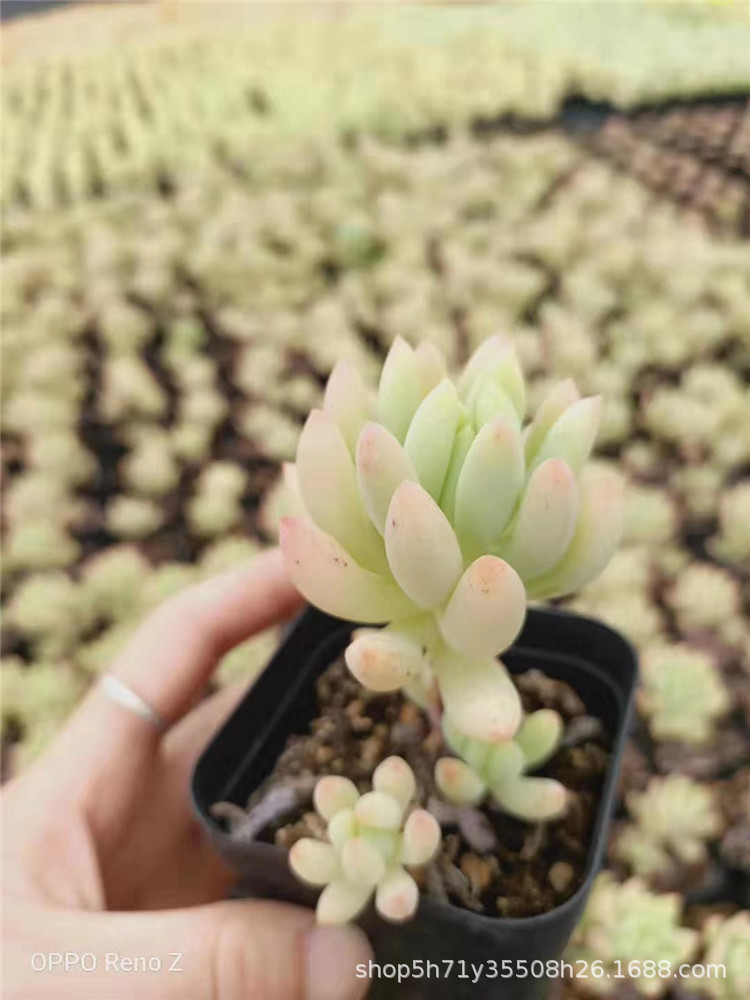 大棚批发多肉植物 罗卡 柳叶连华多肉品种品相实拍裸根发