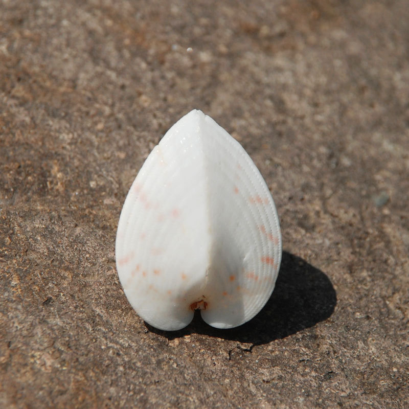 批发热卖天然海螺贝壳爱心螺鸡心螺心形鸡心蛤许愿瓶装饰家居礼品