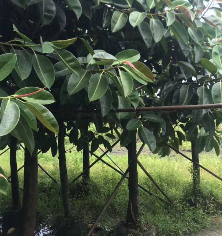 5-20cm橡胶榕 橡皮榕 印度榕 橡皮树