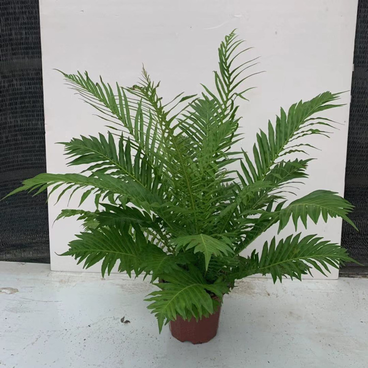 基地直销富贵蕨230绿植盆栽盆栽花卉居家绿植蕨类植物富贵蕨