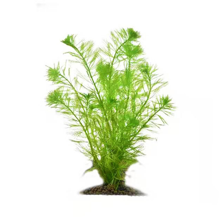 羽毛宝塔活体真水草水族箱造景鱼缸装饰有茎类懒人批发光合水草