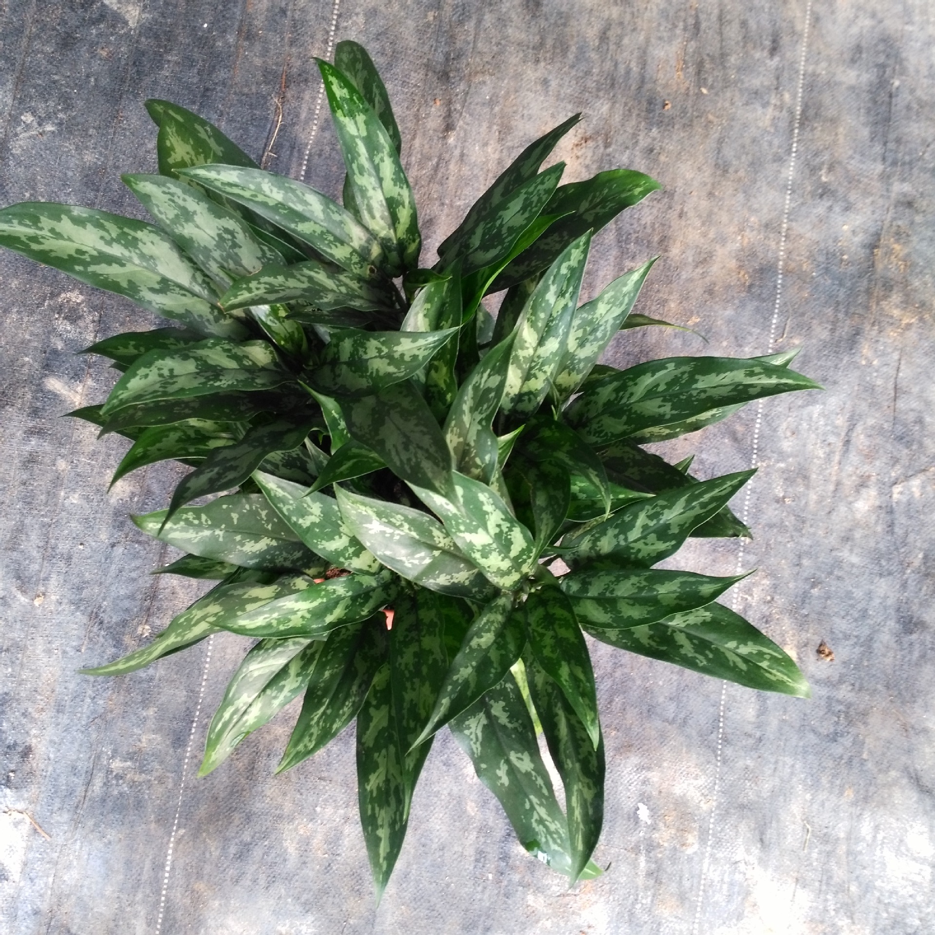 源头基地大量出售室内观叶植物 黑美人万年青5盆起 盆栽花卉批发-阿里