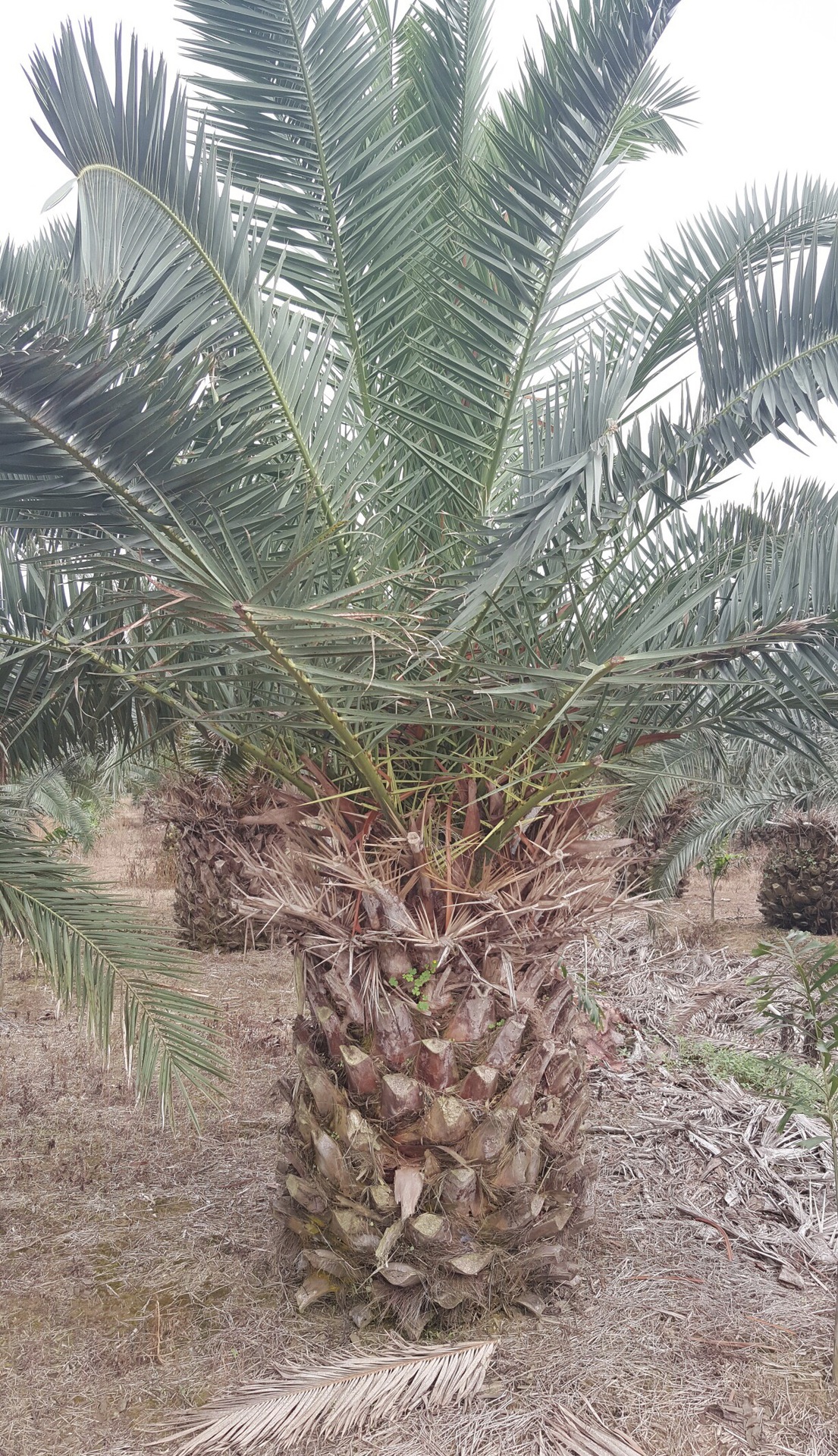 大量批发各规格加拿利海藻 海藻 银海藻价格优惠品种齐全