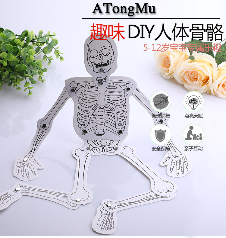 科学器材自制人体骨骼模型拼装 科技小制作手工发明生物实验材料