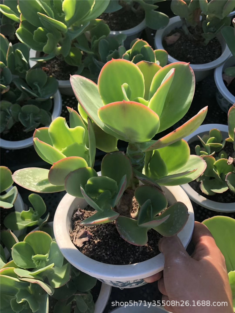 738多肉植物大棚批发 柠檬王子老桩群盆18cm多肉品种裸根