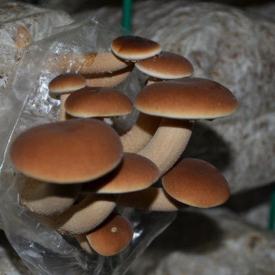 厂销 茶树菇食用菌种蘑菇菌包蘑菇菌棒家庭阳台蘑菇种植菌包