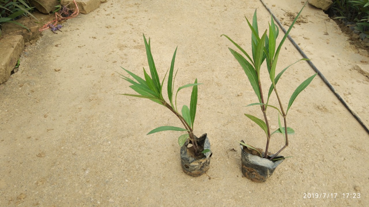 紫花翠芦莉高25-30cm中山地被小袋苗基地直销