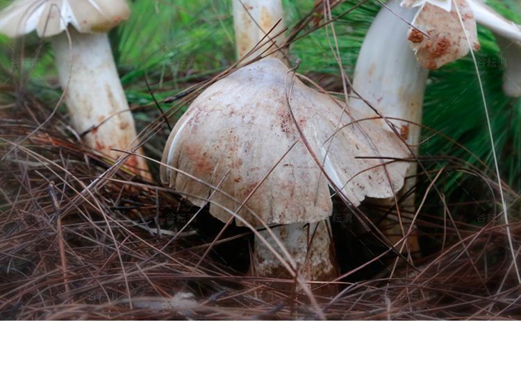 云南特产鸡枞菌食用菌 产地批发 白鸡枞 1斤