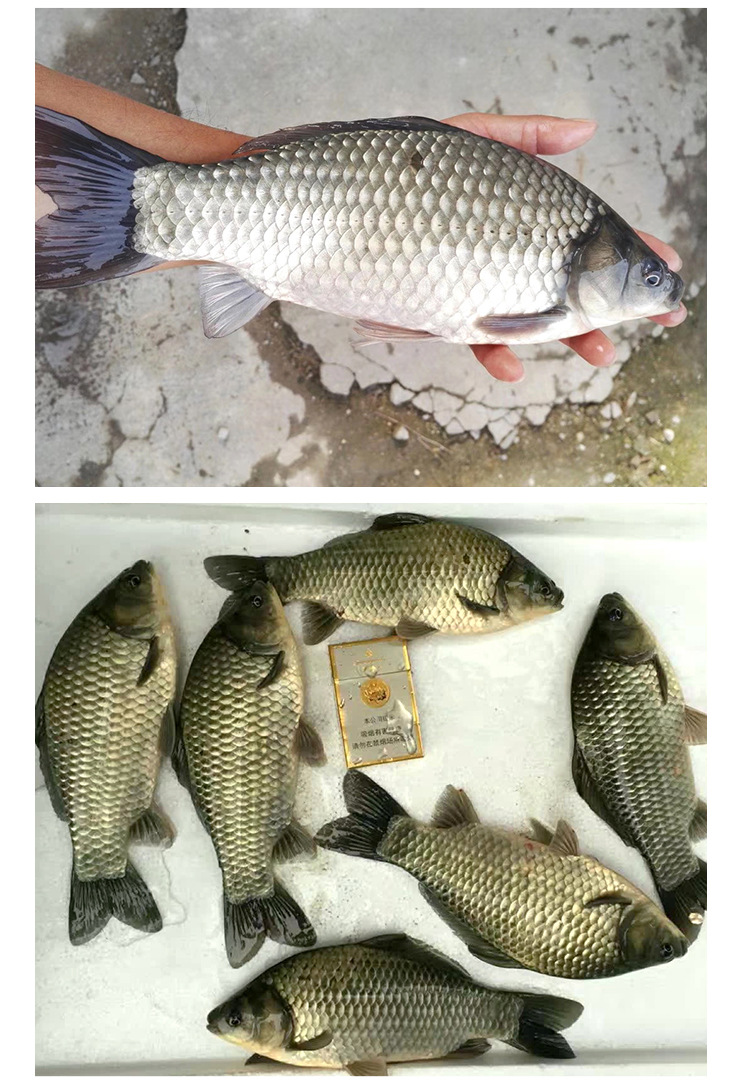 鲫鱼 湘云鲫工程鲫 丰产鲫 水产养殖鲫鱼苗