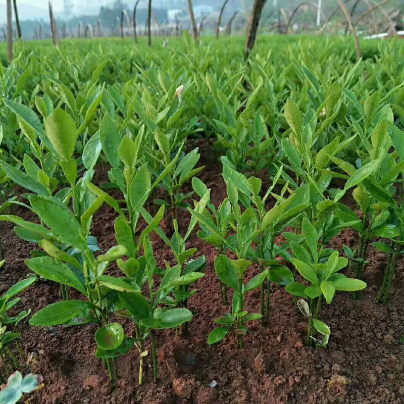 香橙苗 香橙小苗 奶苗 柑桔嫁接砧木批发 资阳小叶软枝香橙树苗