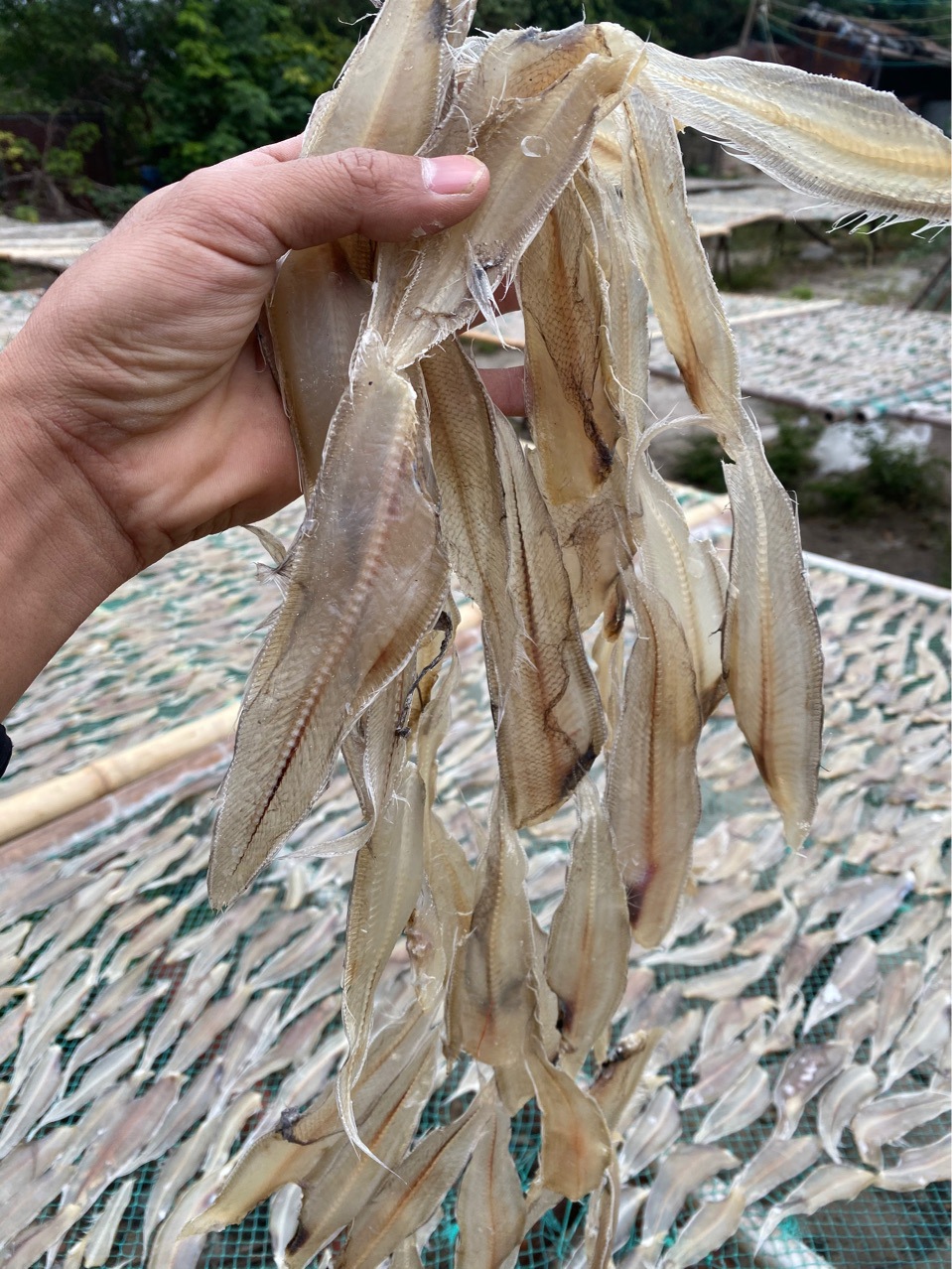 风干晒制龙利鱼干北海海味特产家庭食用九成干咸鱼干海鲜干货批发