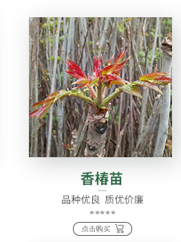 甜山楂 味甜山楂苗 田红子 大五棱 大金星山楂树苗 双1以上苗木