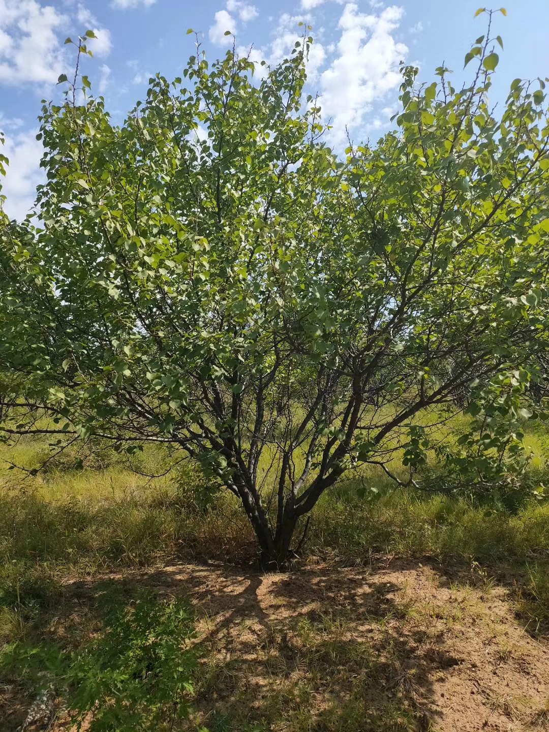 苗圃热卖 现货 4--30山杏精品园冠山杏 价格便宜 货源充足
