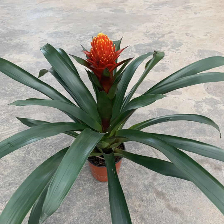 基地直销 火炬花140盆栽室内桌面装饰植物火炬花盆栽绿植绿化植物