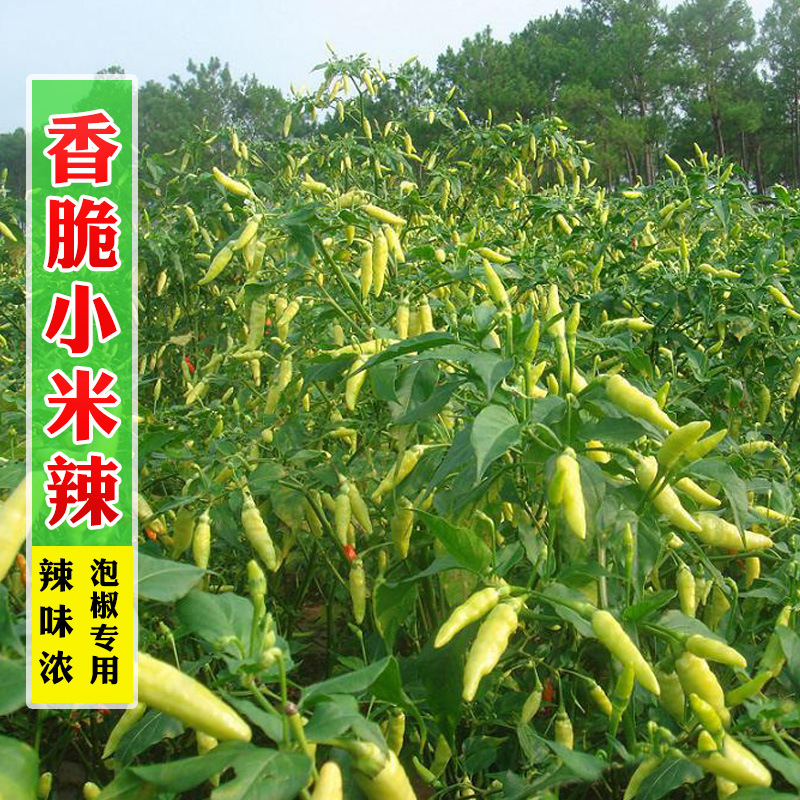 香脆小米椒种子泡椒玉脂小辣椒 簇生朝天椒 特辣高产四季盆栽菜园