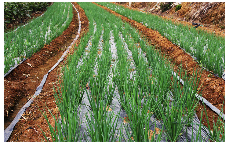 小香葱种子火葱苗头红葱分葱种小香葱种籽春季夏秋冬四季阳台盆栽