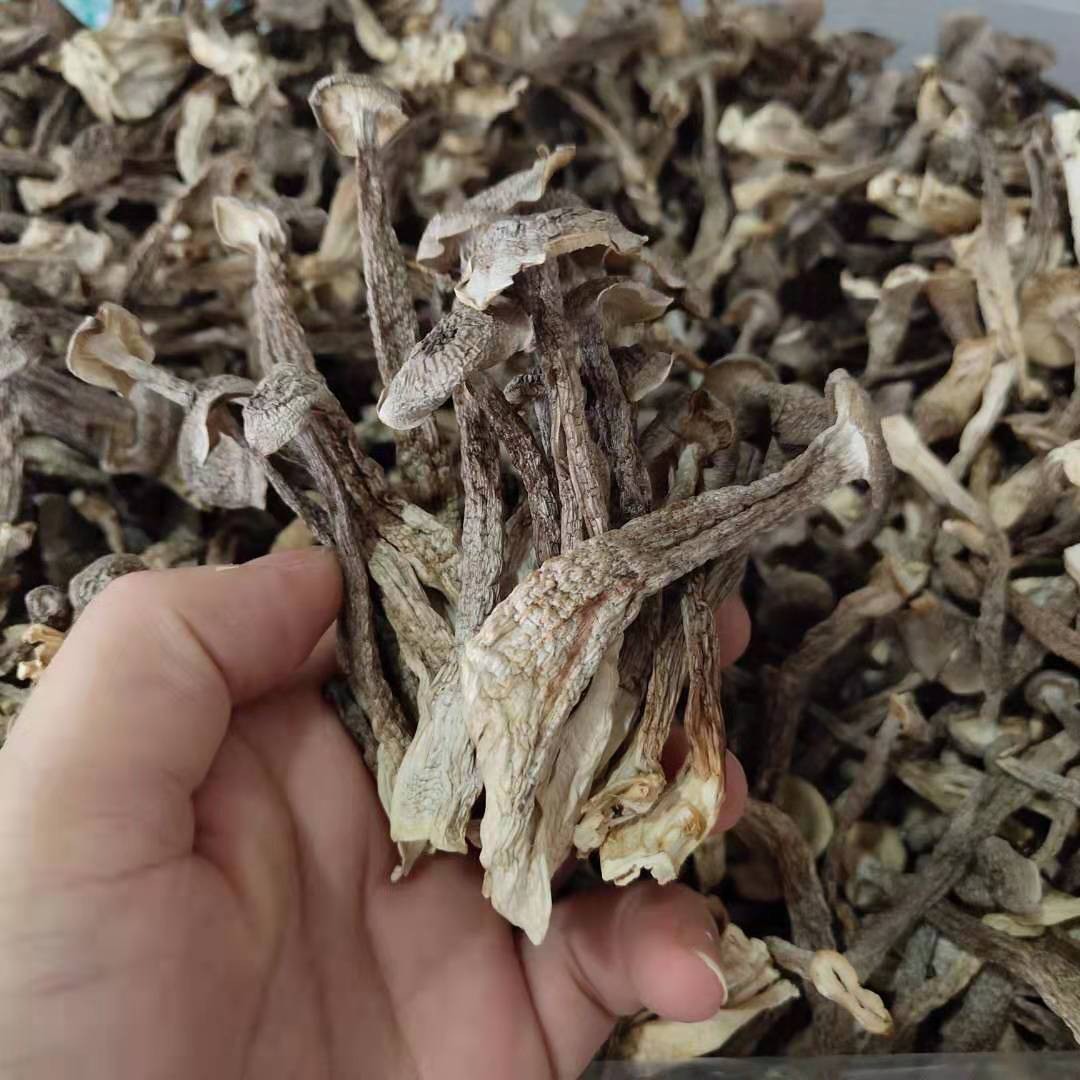 菌菇干货鹿茸菇 酒店餐饮食材鹿茸菌 干蘑菇大量现货批发供应