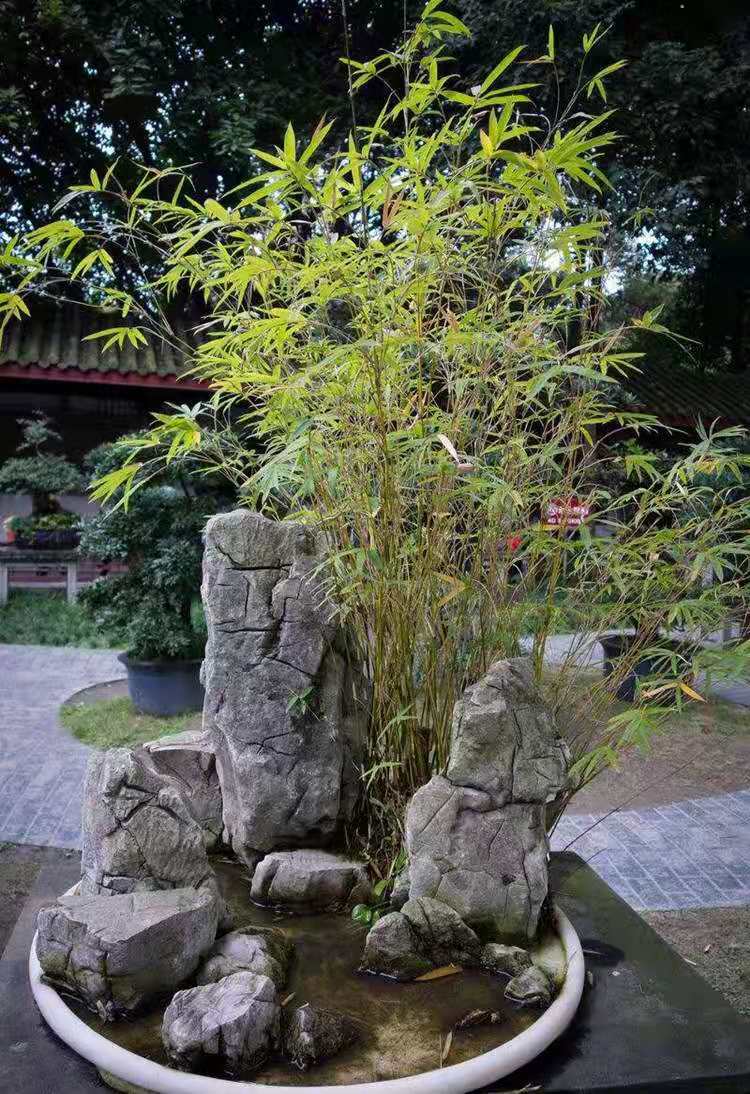 米竹盆栽 竹子苗凤尾竹 盆栽观音竹观赏竹子庭院小型盆景米竹苗