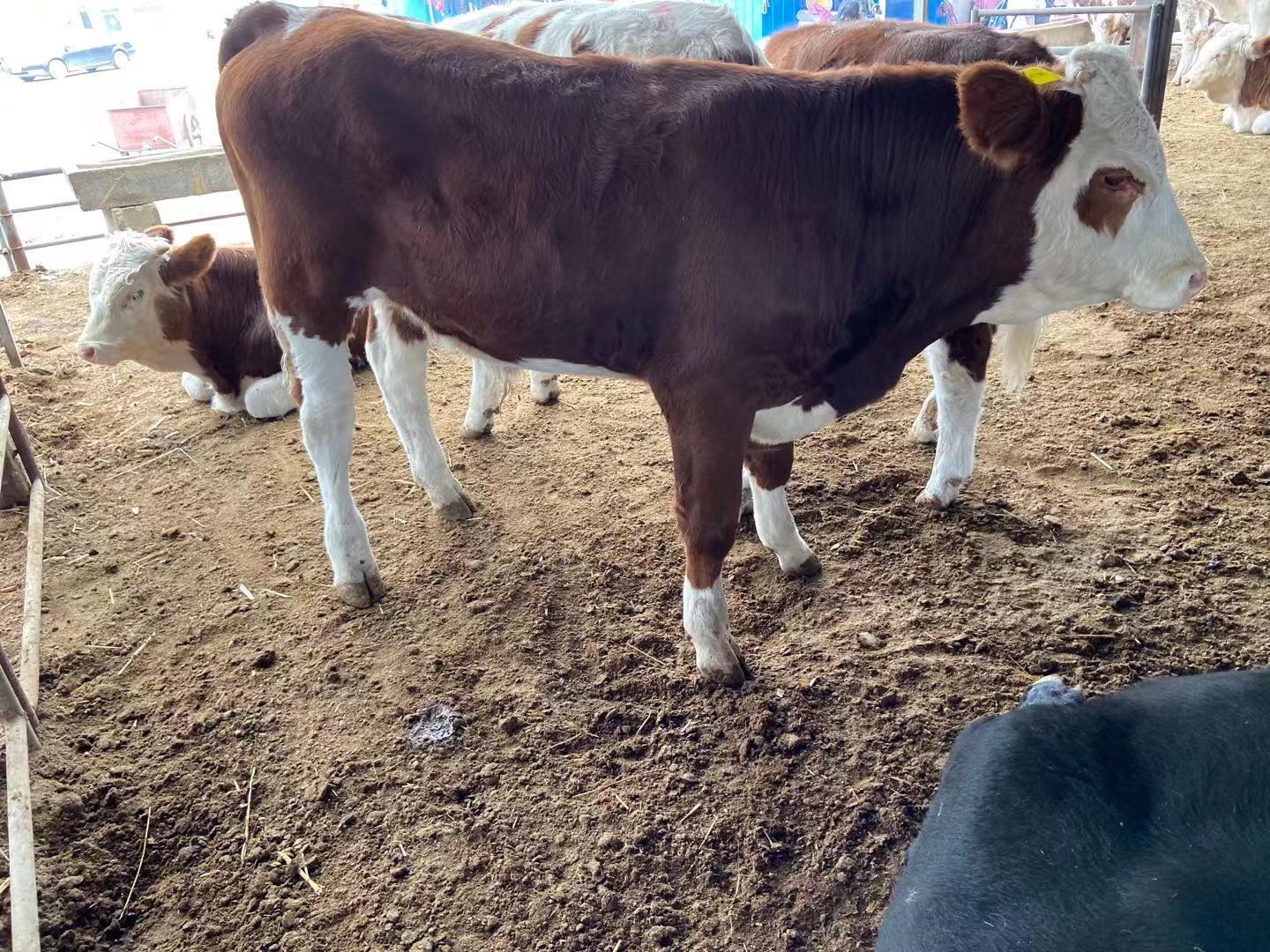 西门塔尔牛价格优惠 厂家出售西门塔尔小牛犊