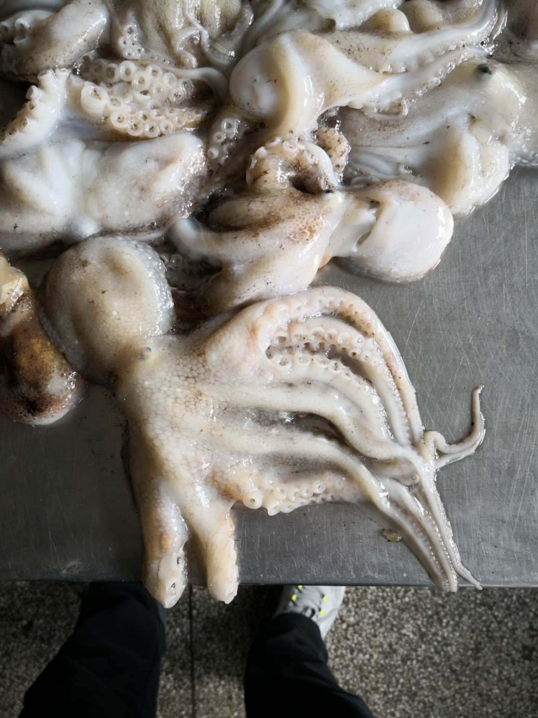 野生海捕八带鱼500克 新鲜冷冻八爪鱼爆头大章鱼速冻小章鱼批发