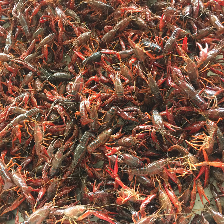 潜江鲜活清水青红小龙虾批发30/50斤9钱以上1两硬规特大活体即食