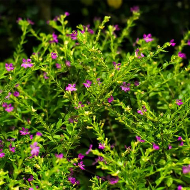 基地直供丝石竹霞草锥花丝石竹满天星宿根满天星