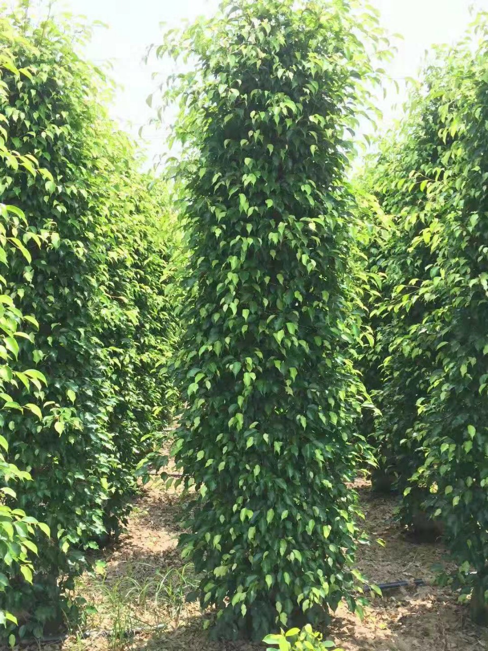 苗圃供应垂榕柱盆栽高度2.5米绿篱工程苗青叶垂榕