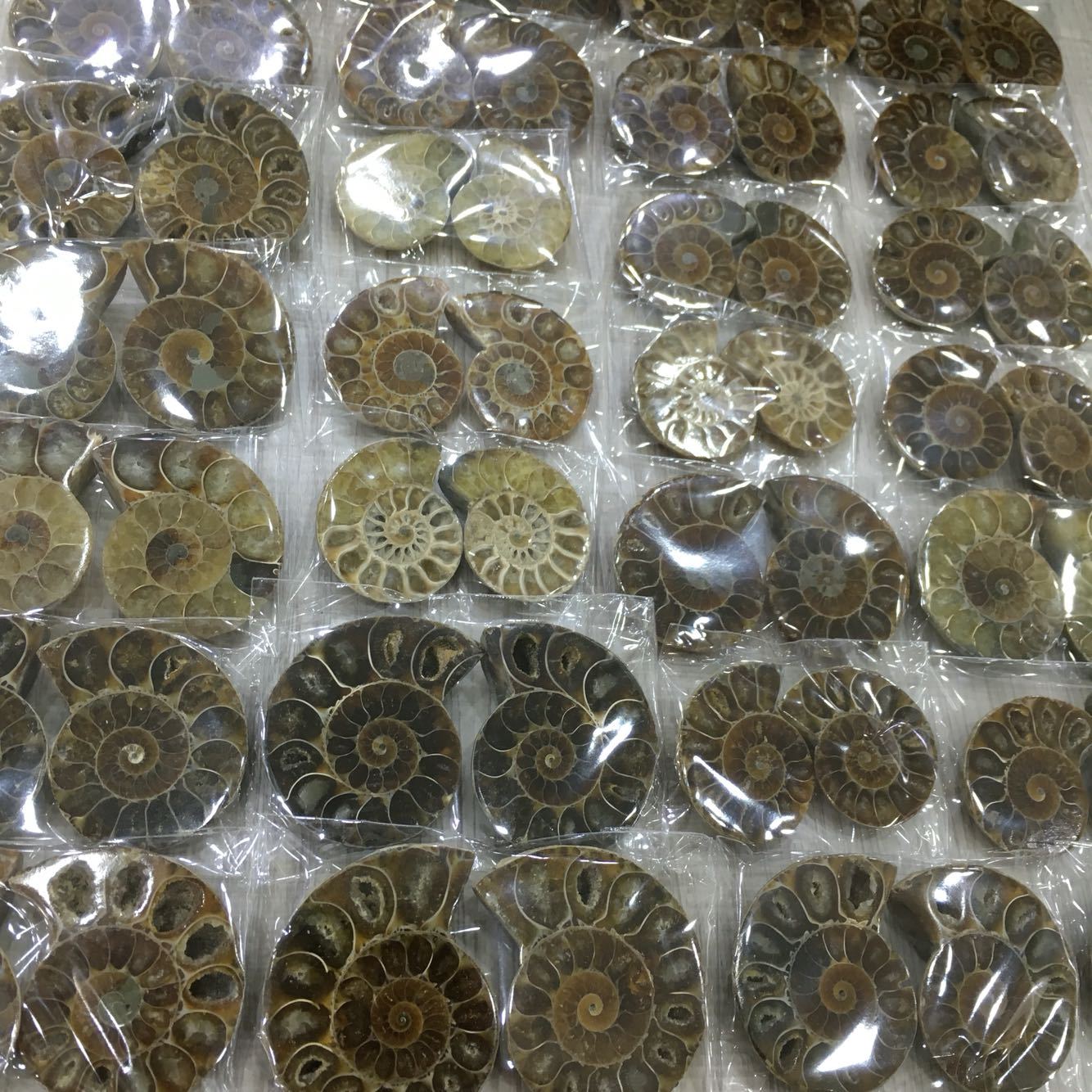 马达加斯加海螺化石小切片开片螺菊石古生物化石教学标本