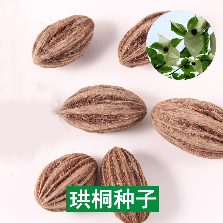 优质林木种子珙桐种子别名水梨子鸽子树种子鸽子花树发芽率高