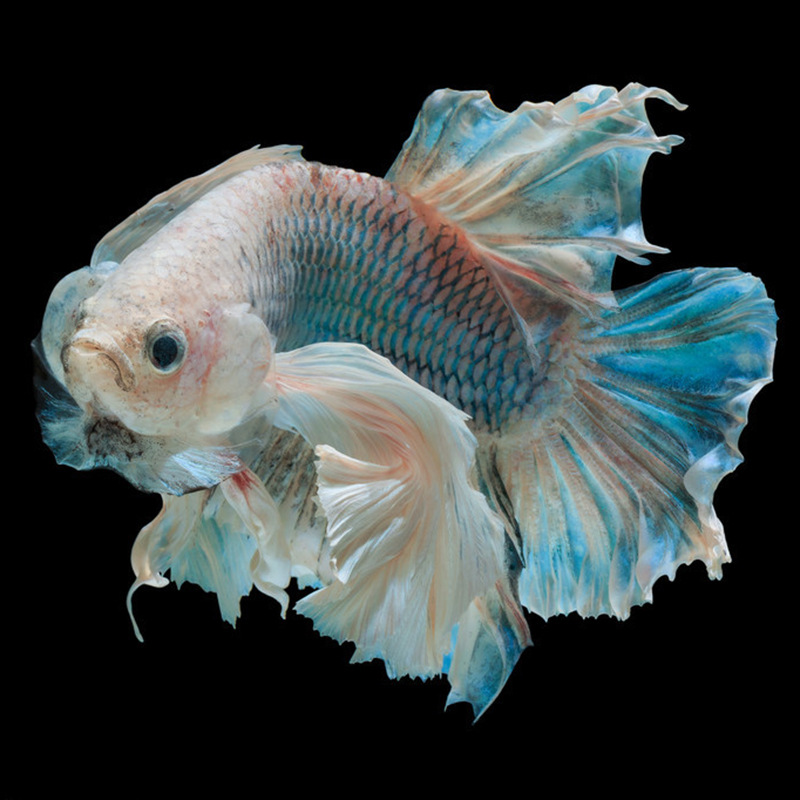 泰国斗鱼活体马尾半月淡水鱼热带鱼观赏鱼小型鱼斗鱼批发泰国直达