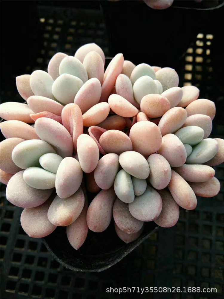 965大棚限时批发多肉品种 粉兔5头群生盆6.5cm多肉珍稀品种裸根发