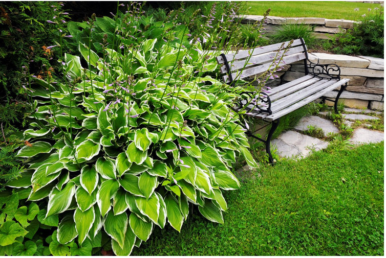耐寒耐旱观叶地被花卉植物金边花叶玉簪花室内盆栽花坛多年生绿植
