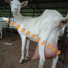 陕西萨能奶山羊活羊小羊羔怀孕母羊种公羊育肥羊选哪个品种的高产