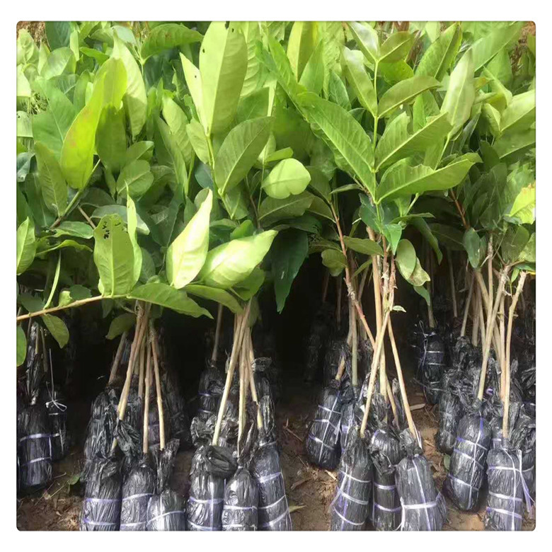 基地批发台湾黑珍珠莲雾苗大叶红黑金刚飞弹莲雾苗良种果树苗