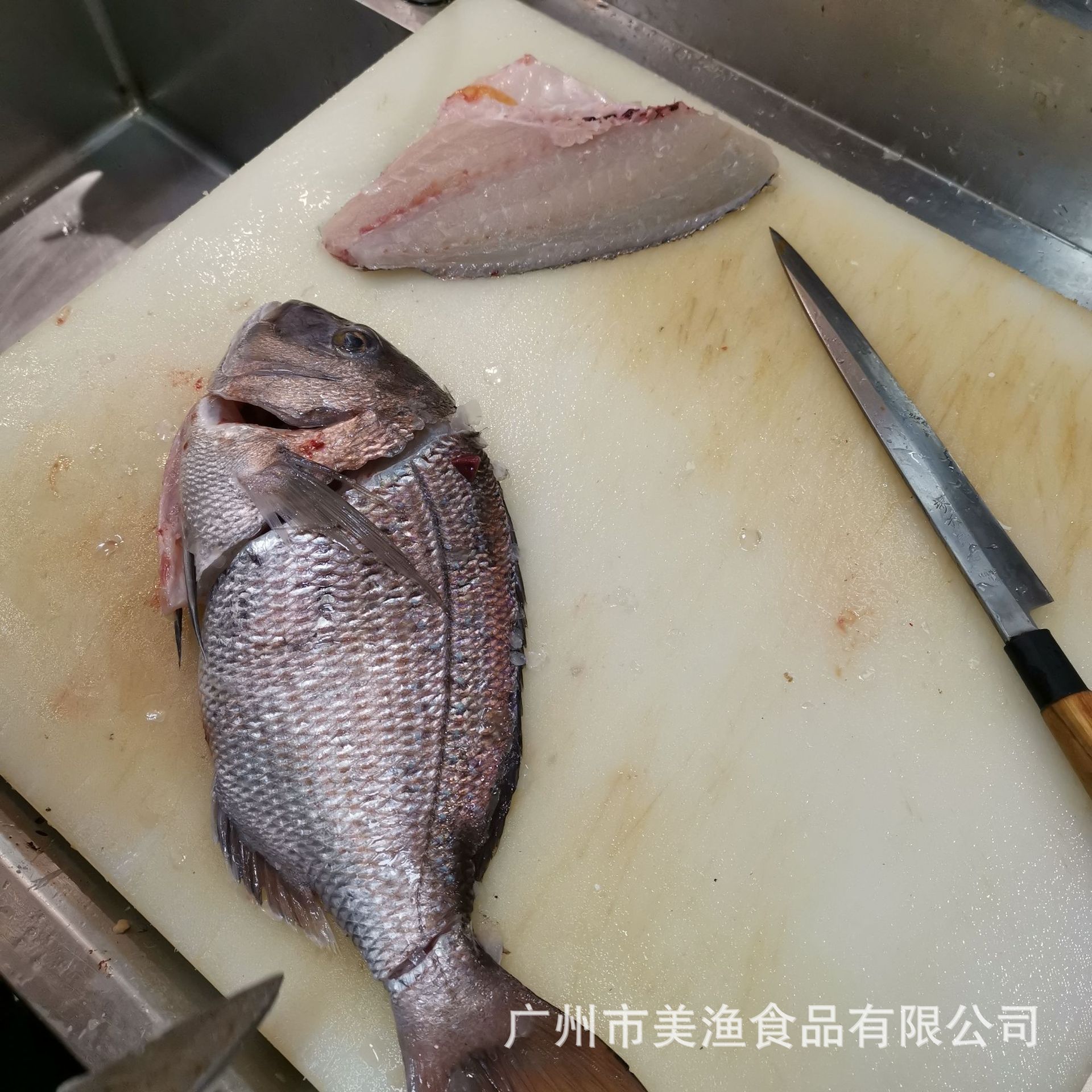 飞机货 加吉鱼冰鲜 真鲷刺身 铜盆鱼约2-4斤条深海水产新鲜红鲷鱼