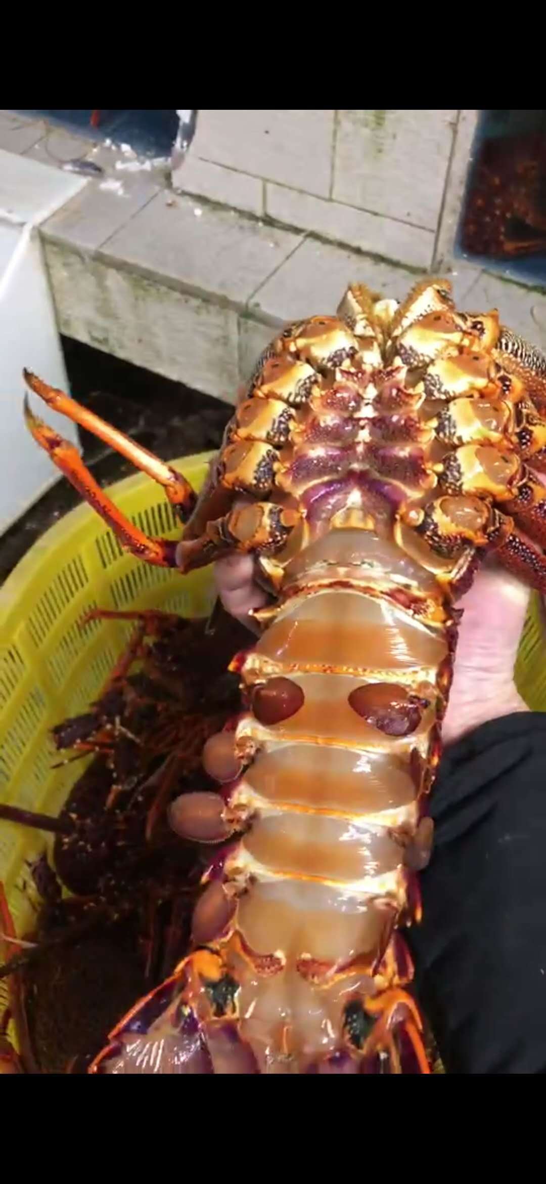生冻澳洲龙虾大龙虾 速冻冷冻 餐饮酒席 红龙虾古巴龙花龙 波龙