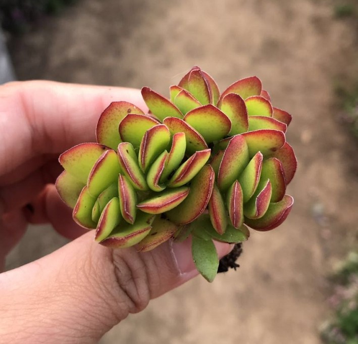 天狗之舞实拍多头46cm单株装含大棚多肉植物