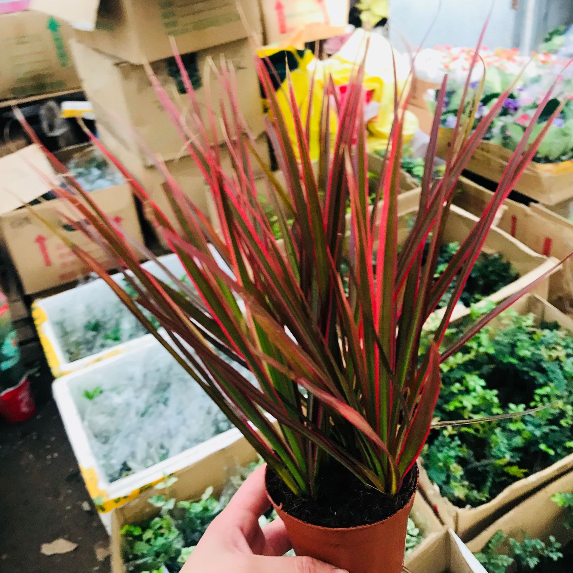 千年木七彩铁小盆栽 办公室桌面净化空气绿植 马尾铁花卉批发销售